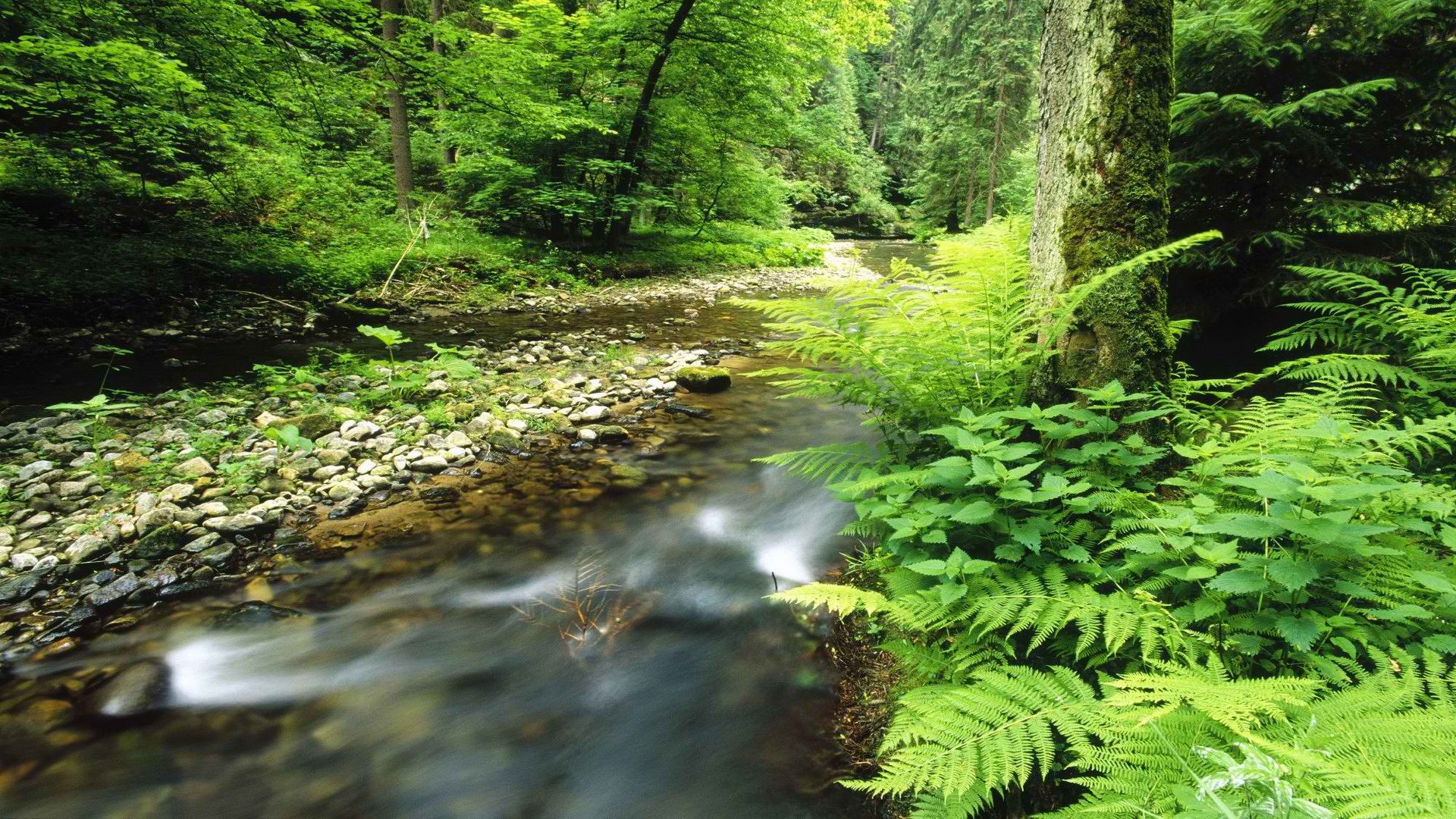 Forest stream with ferns