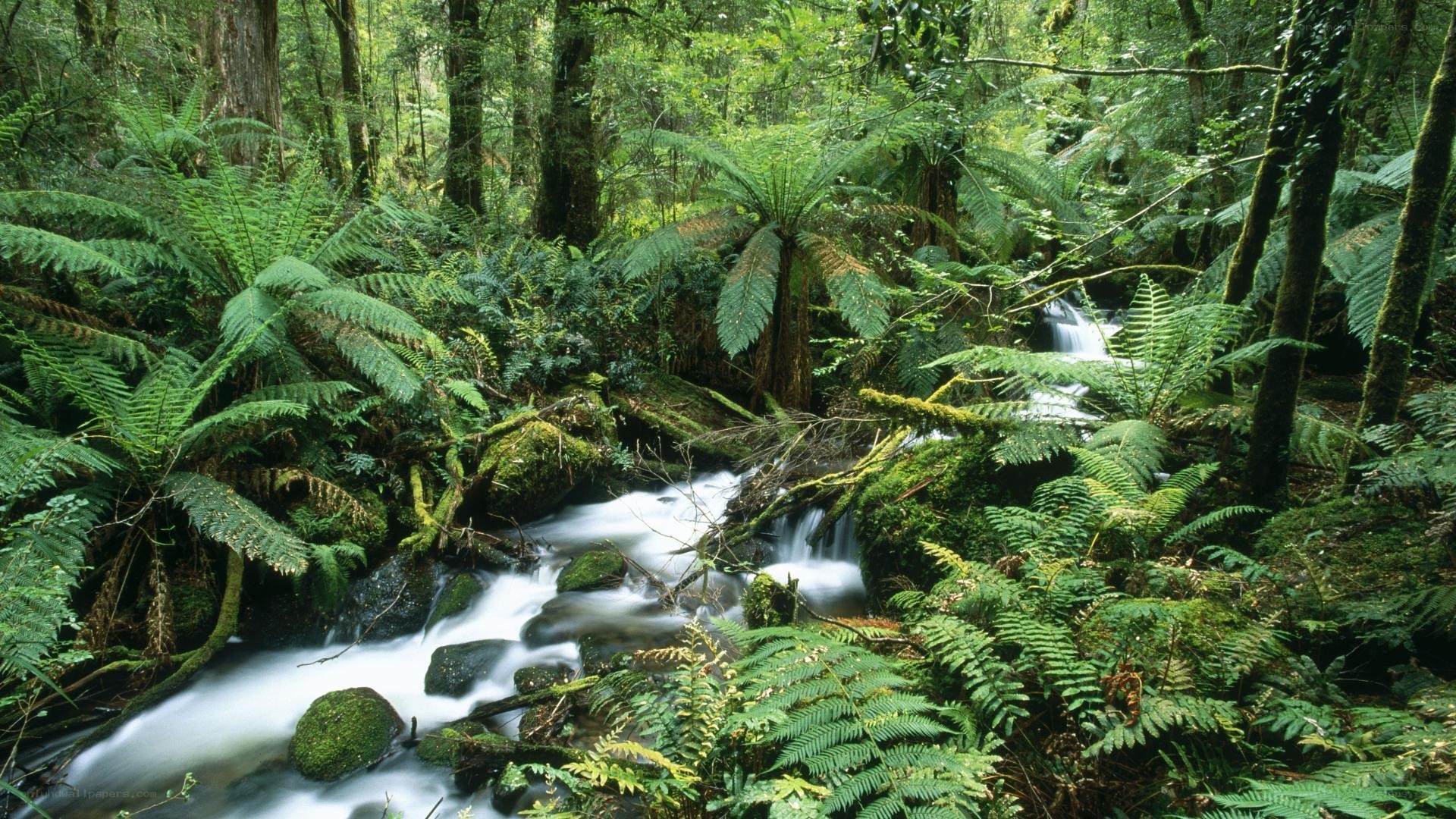 Forest stream with ferns