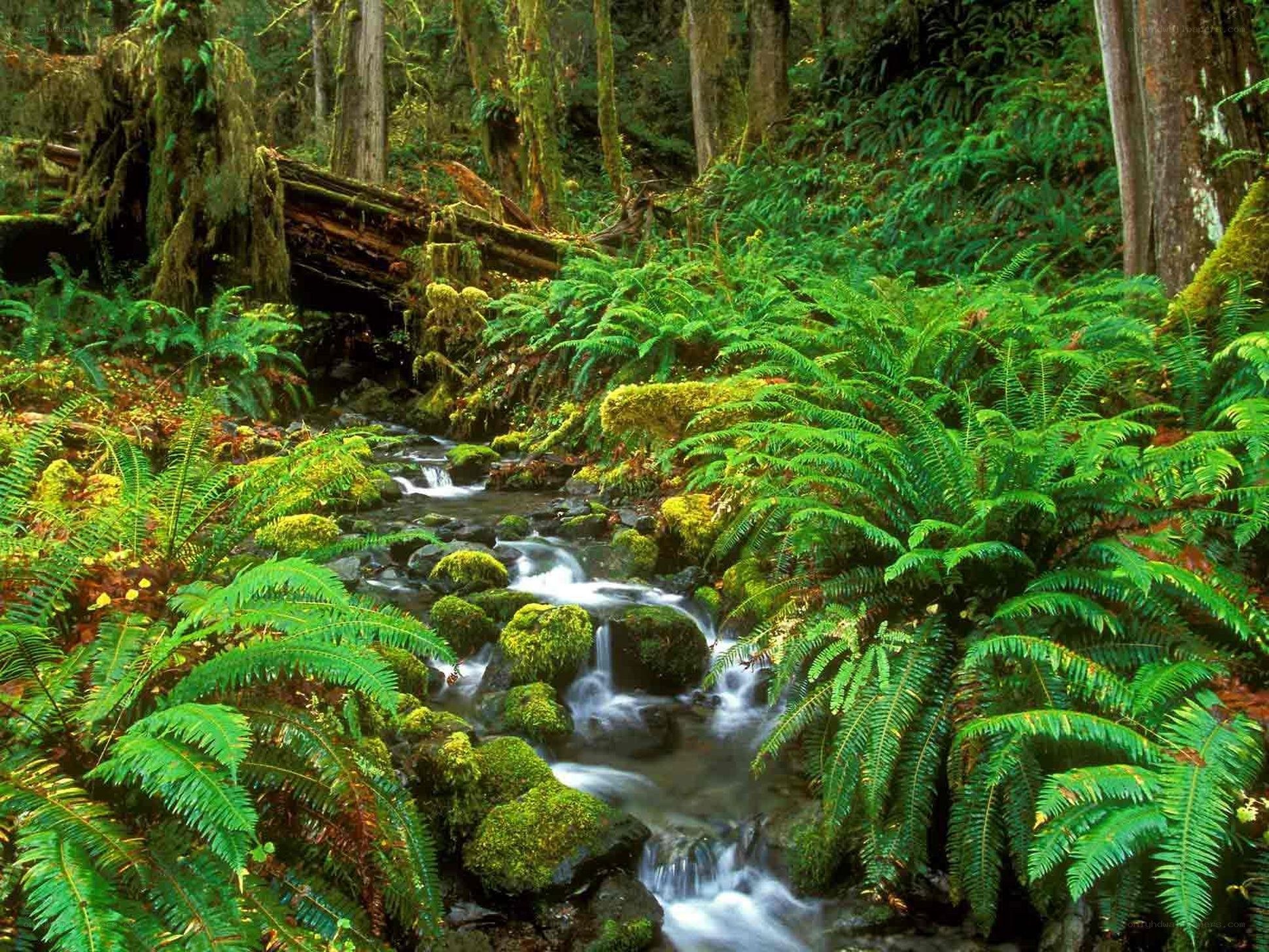 Forest stream with ferns