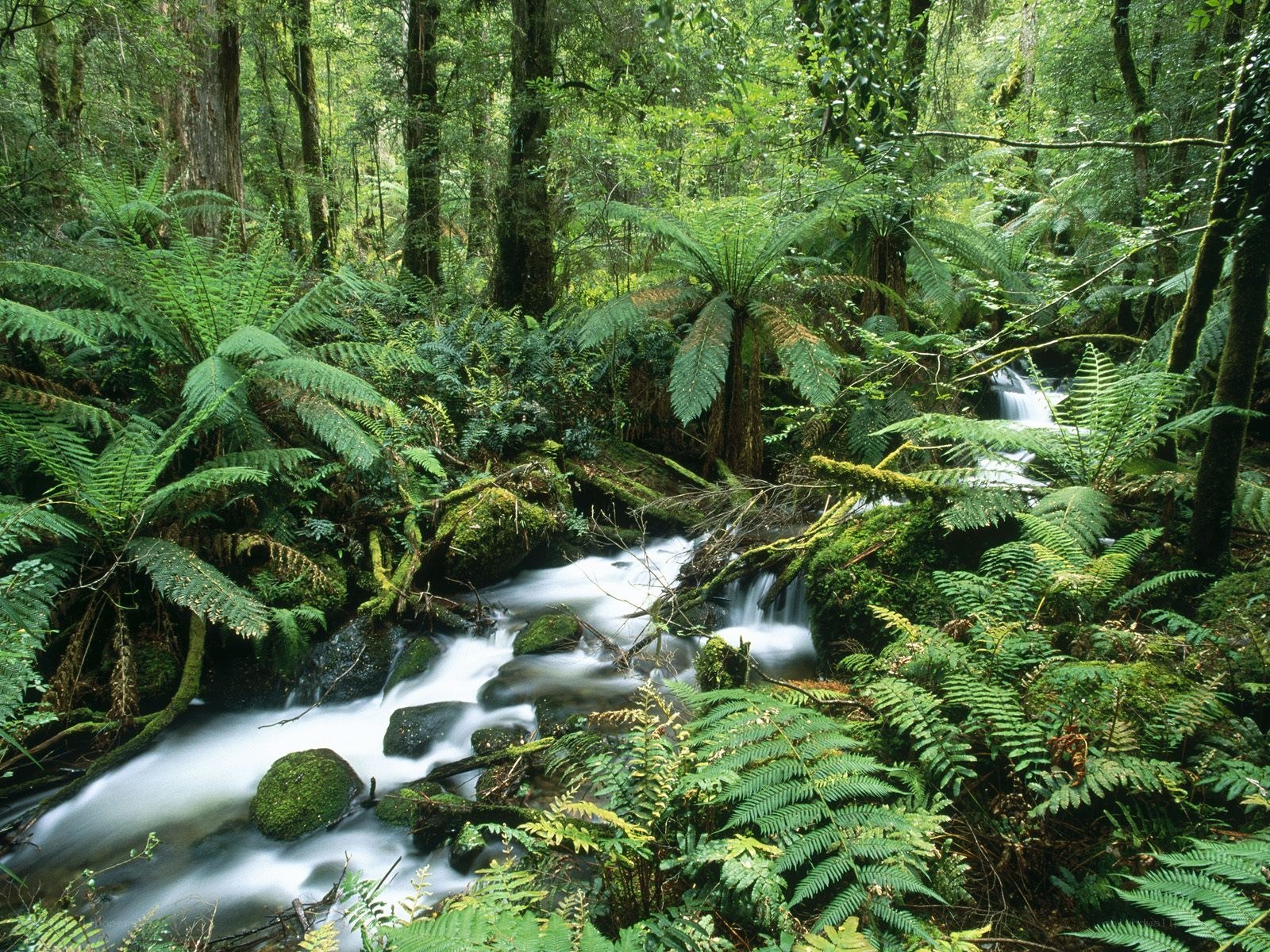 Forest stream with ferns