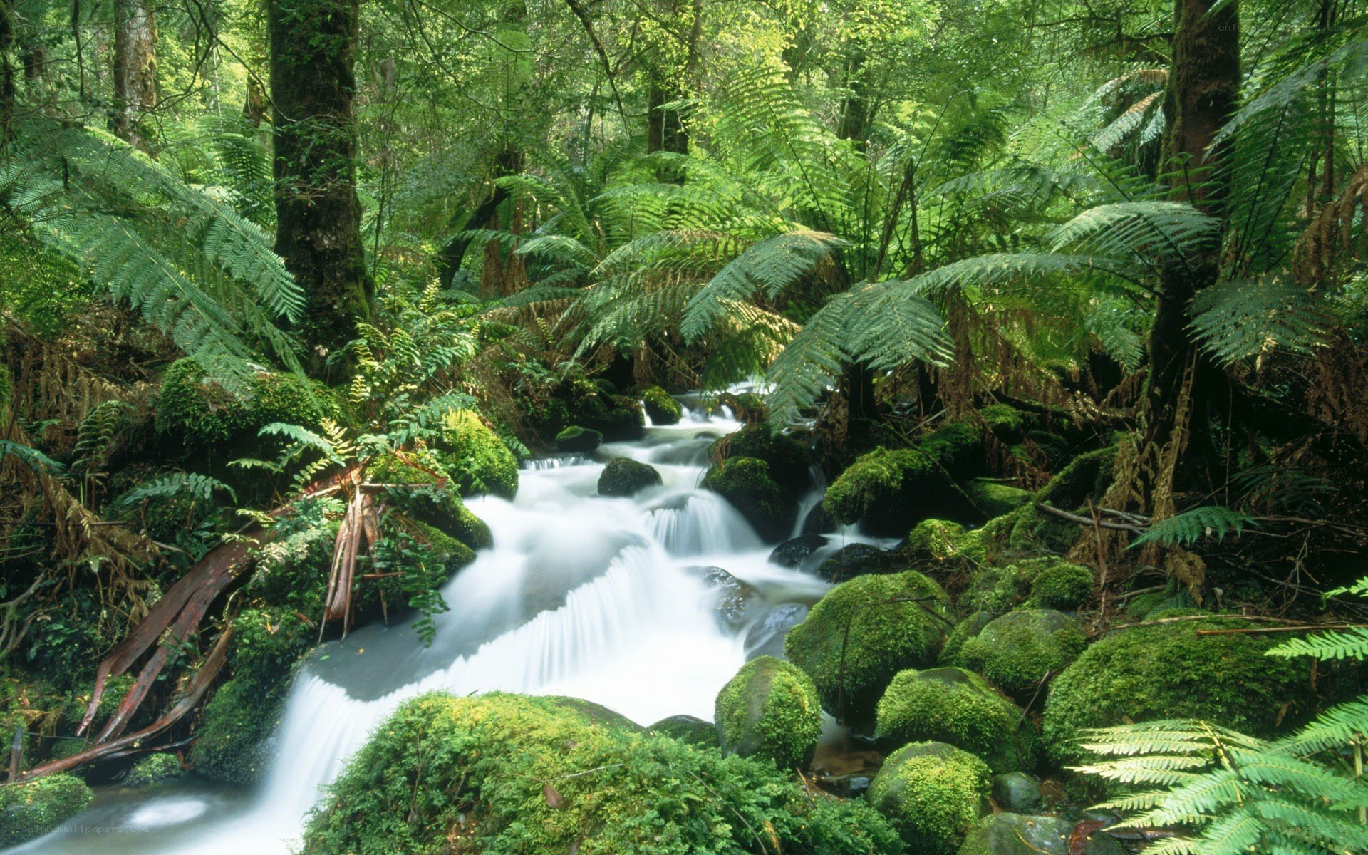 Forest stream with ferns