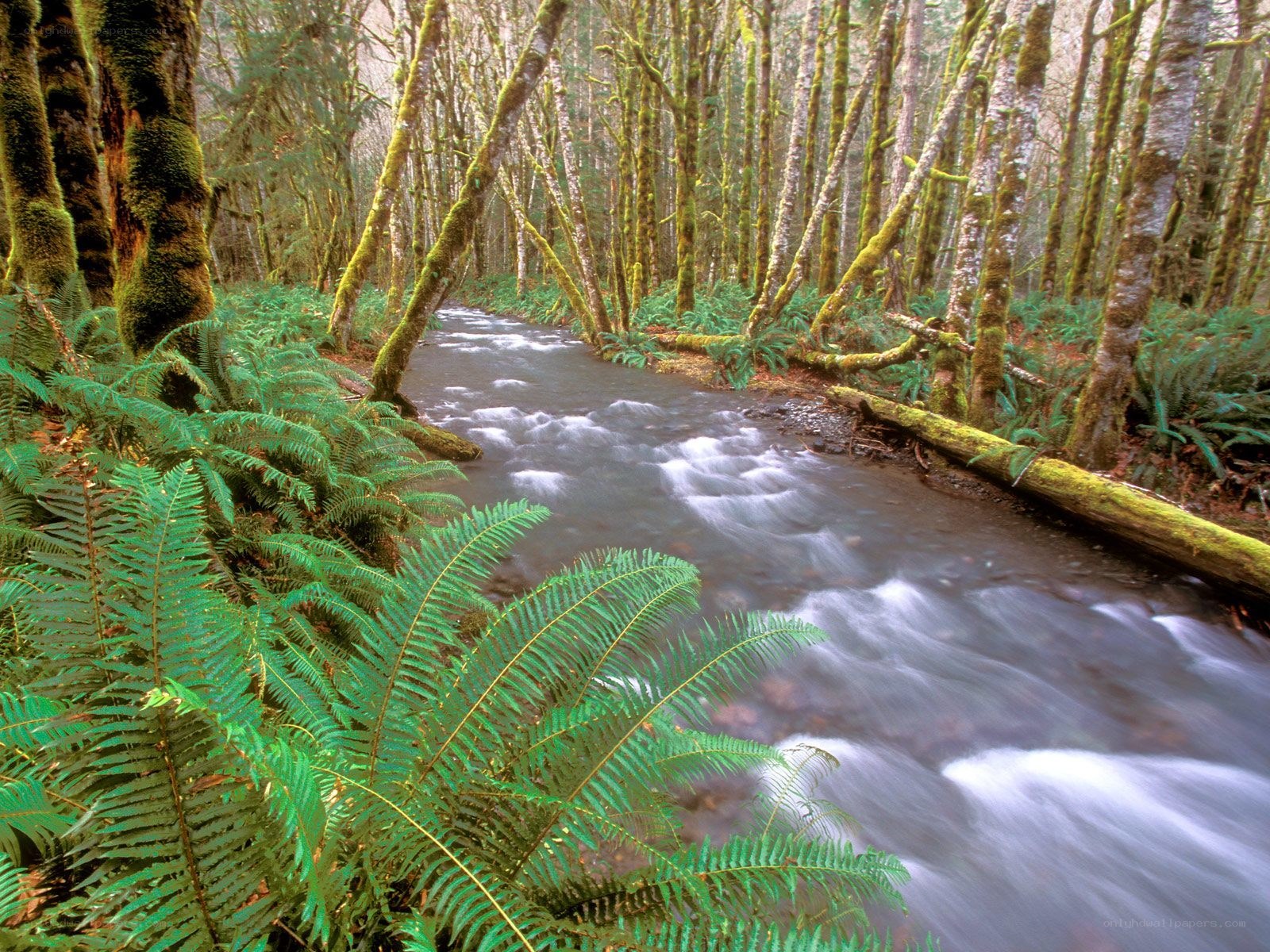 Forest stream with ferns