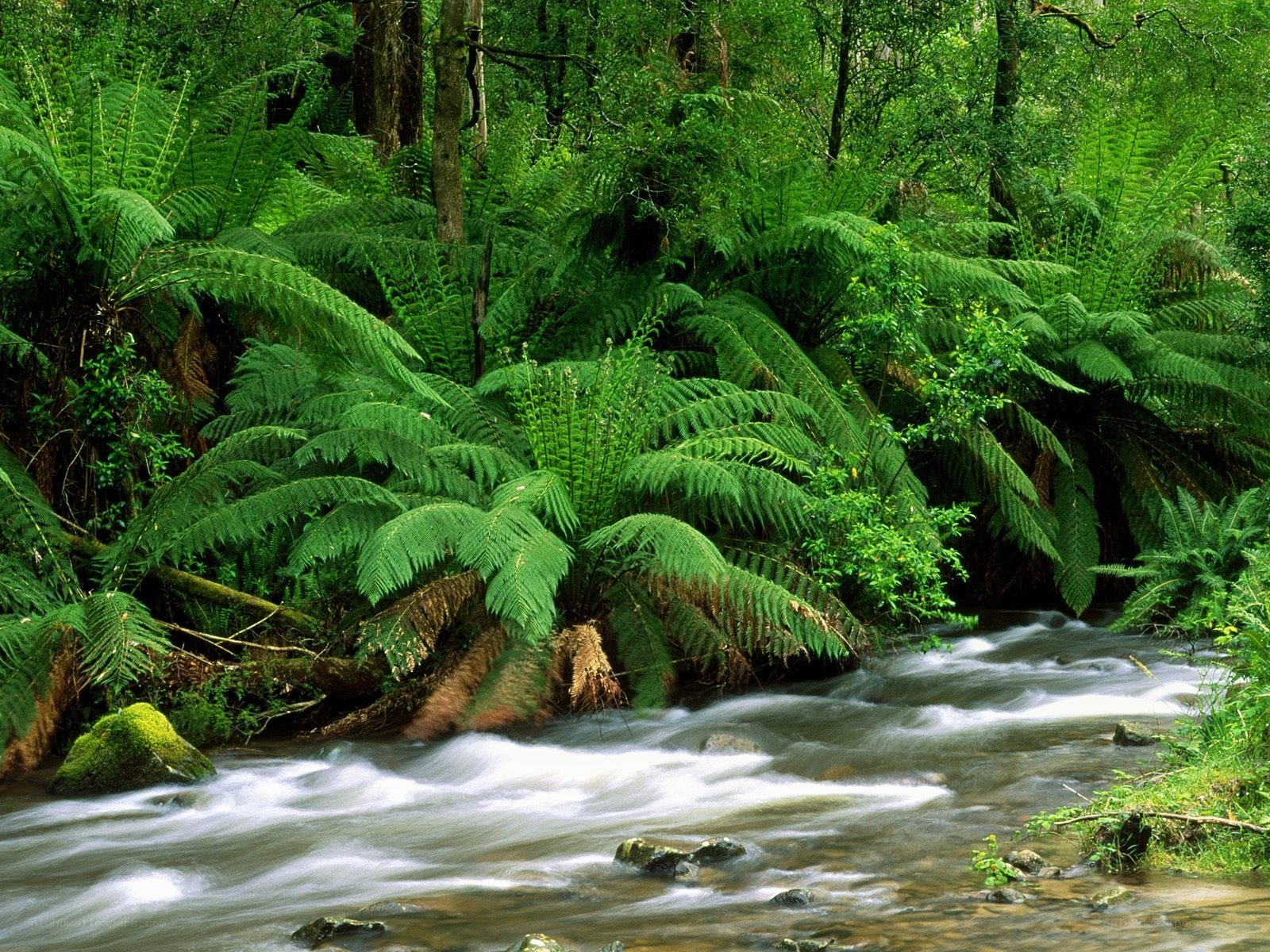Forest stream with ferns