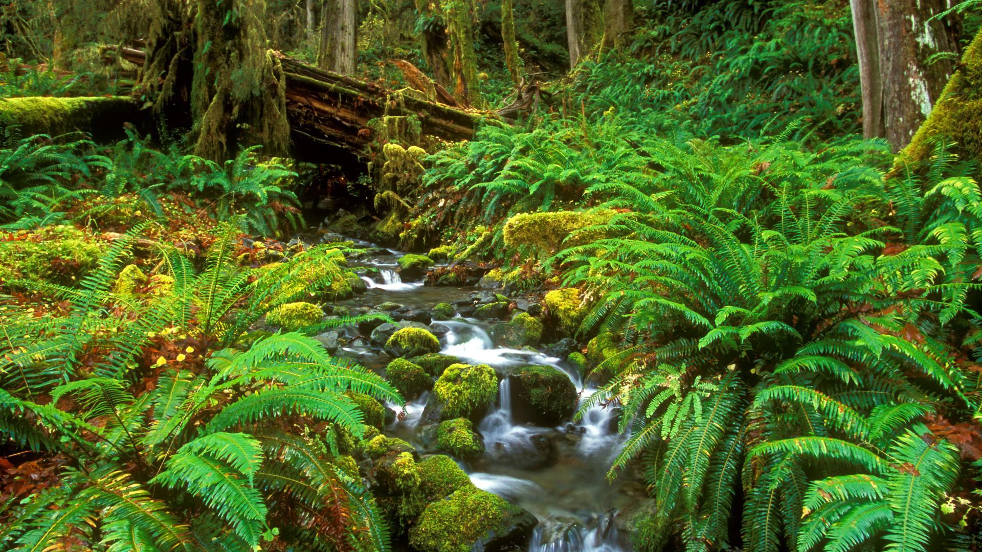 Forest stream with ferns