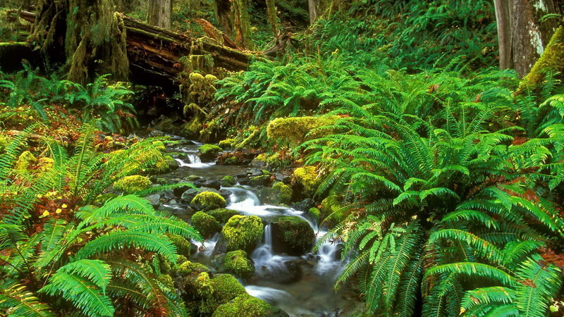 Forest stream with ferns