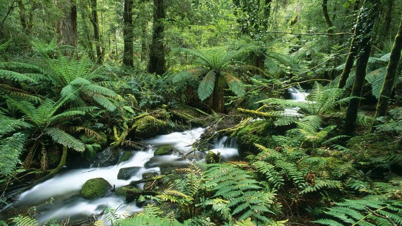 Forest stream with ferns