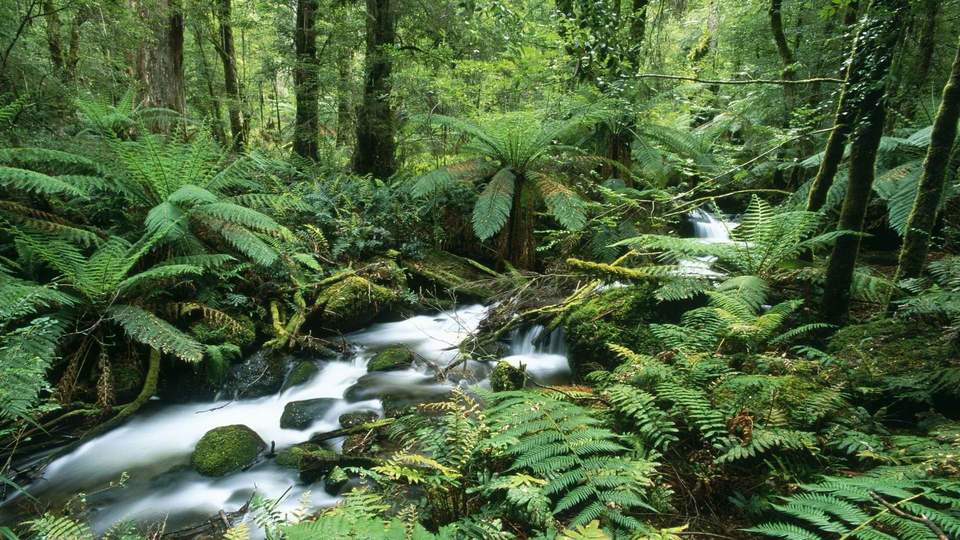 Forest stream with ferns