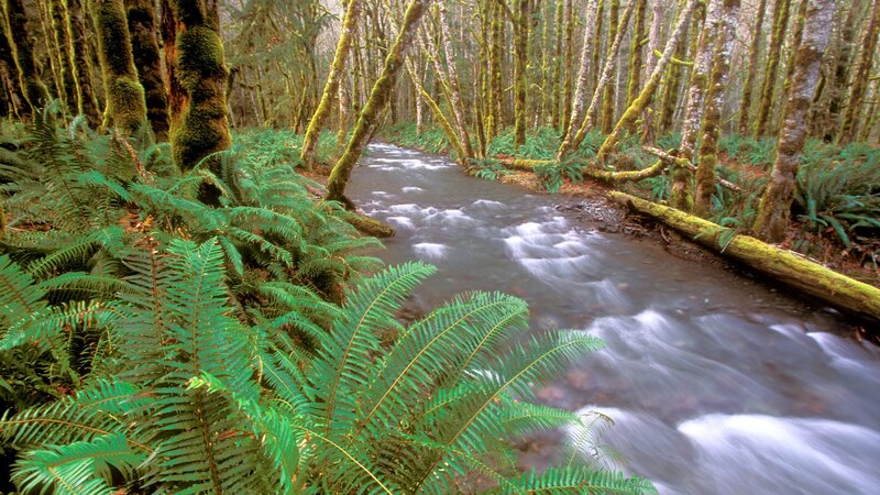 Forest stream with ferns and moss