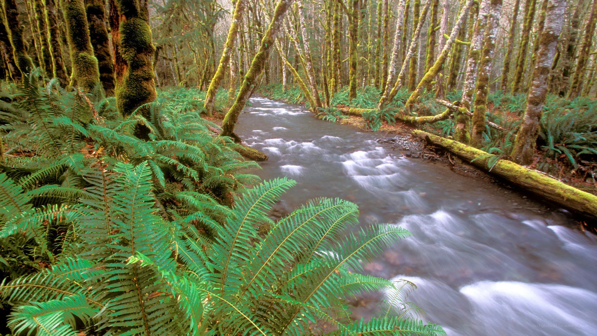 Forest stream with ferns and moss