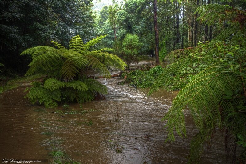 Forest stream with ferns