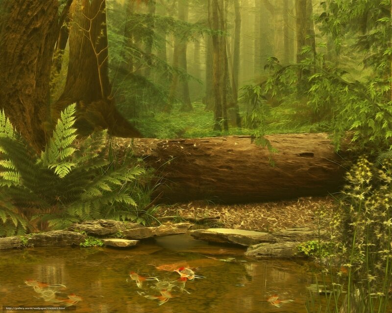 Forest stream with fish