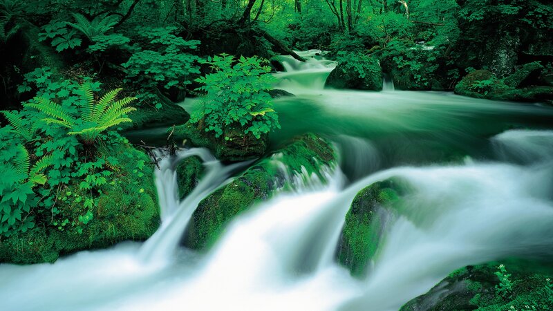 Forest stream with flowing water