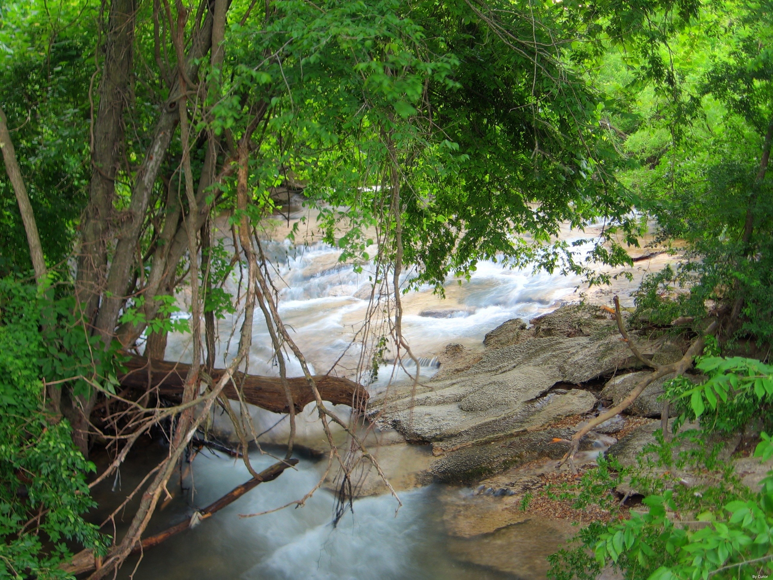 Forest stream with flowing water
