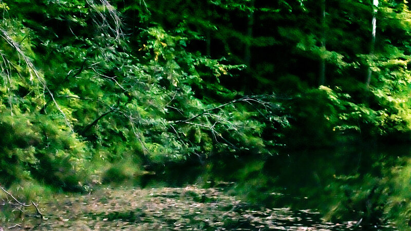Forest Stream with Foliage