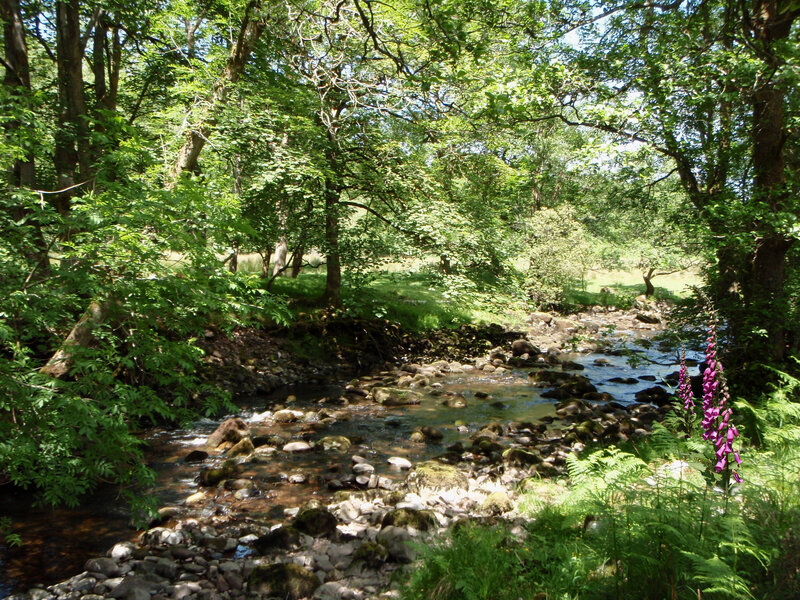 Forest stream with foxgloves