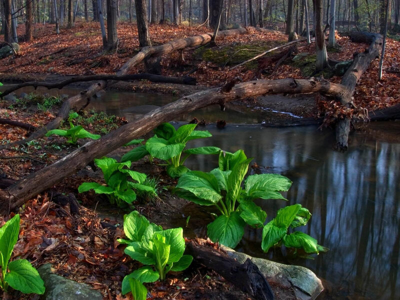Forest stream with green plants