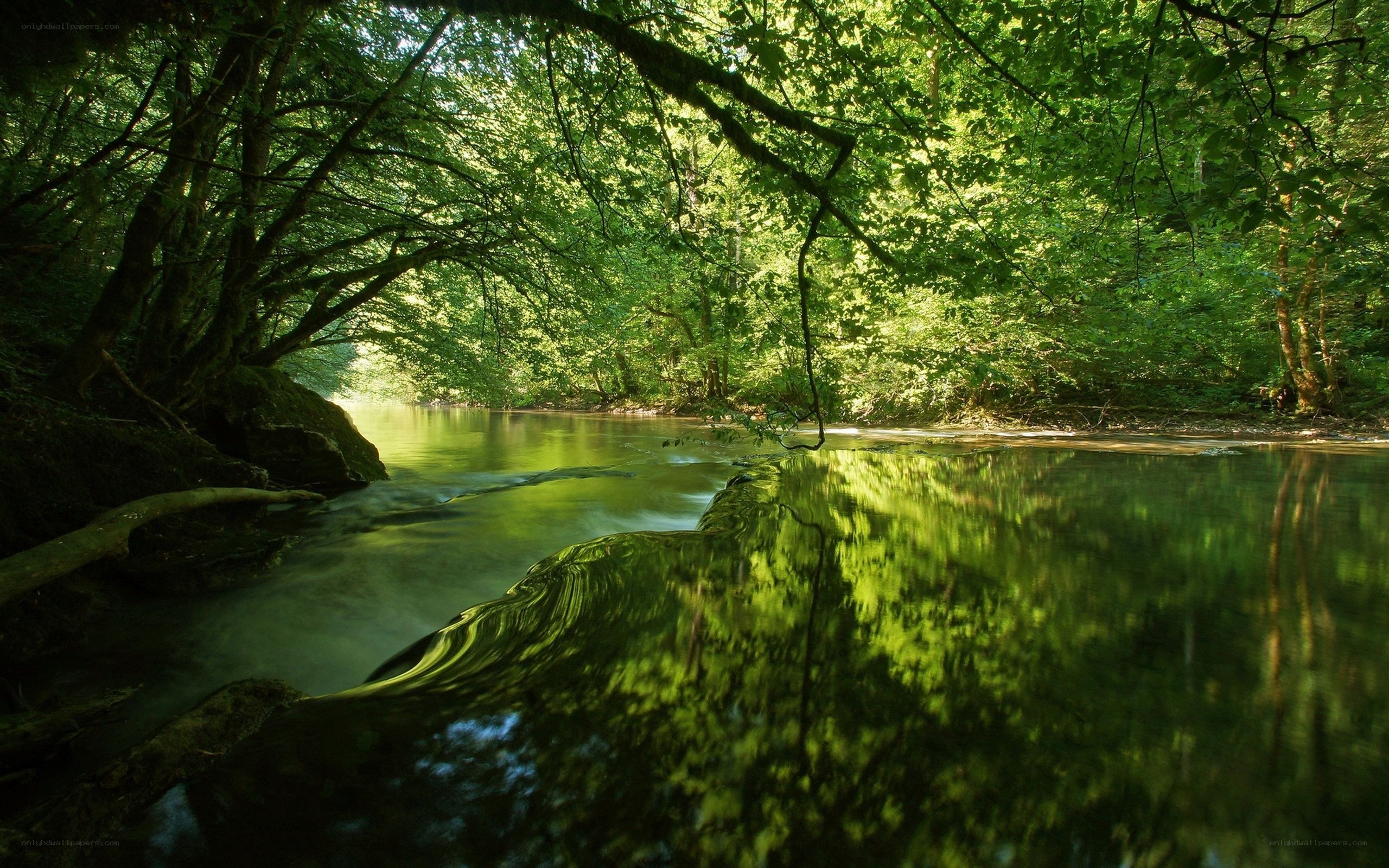 Forest stream with green reflections