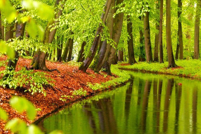 Forest stream with green trees