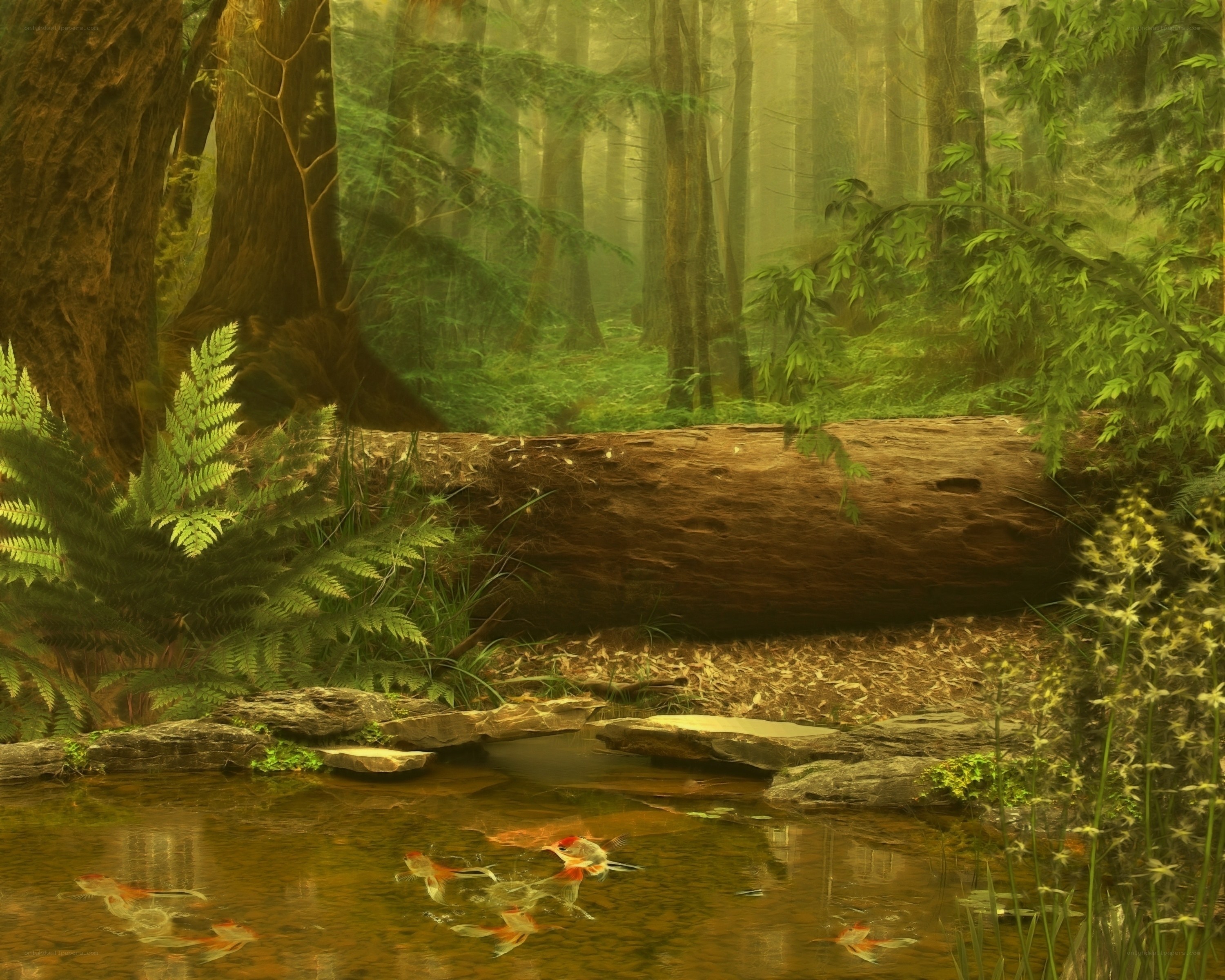 Forest stream with koi fish