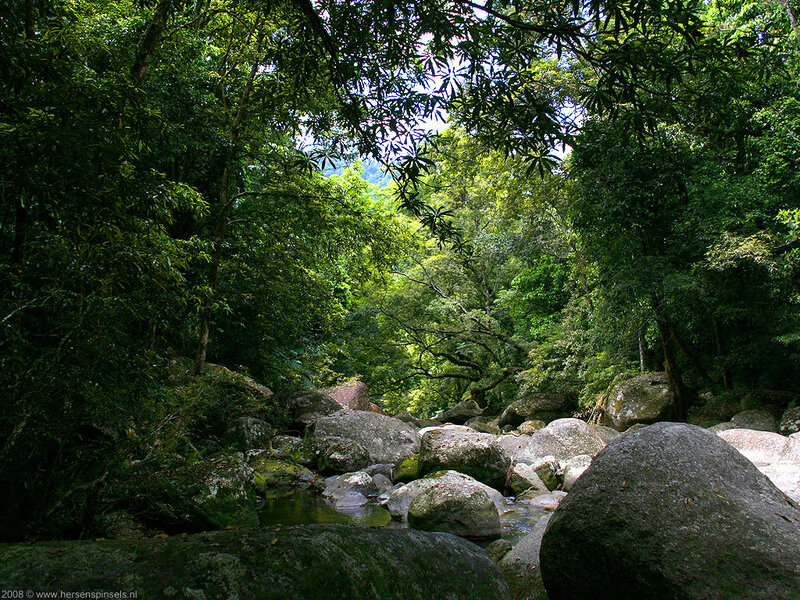 Forest stream with large rocks