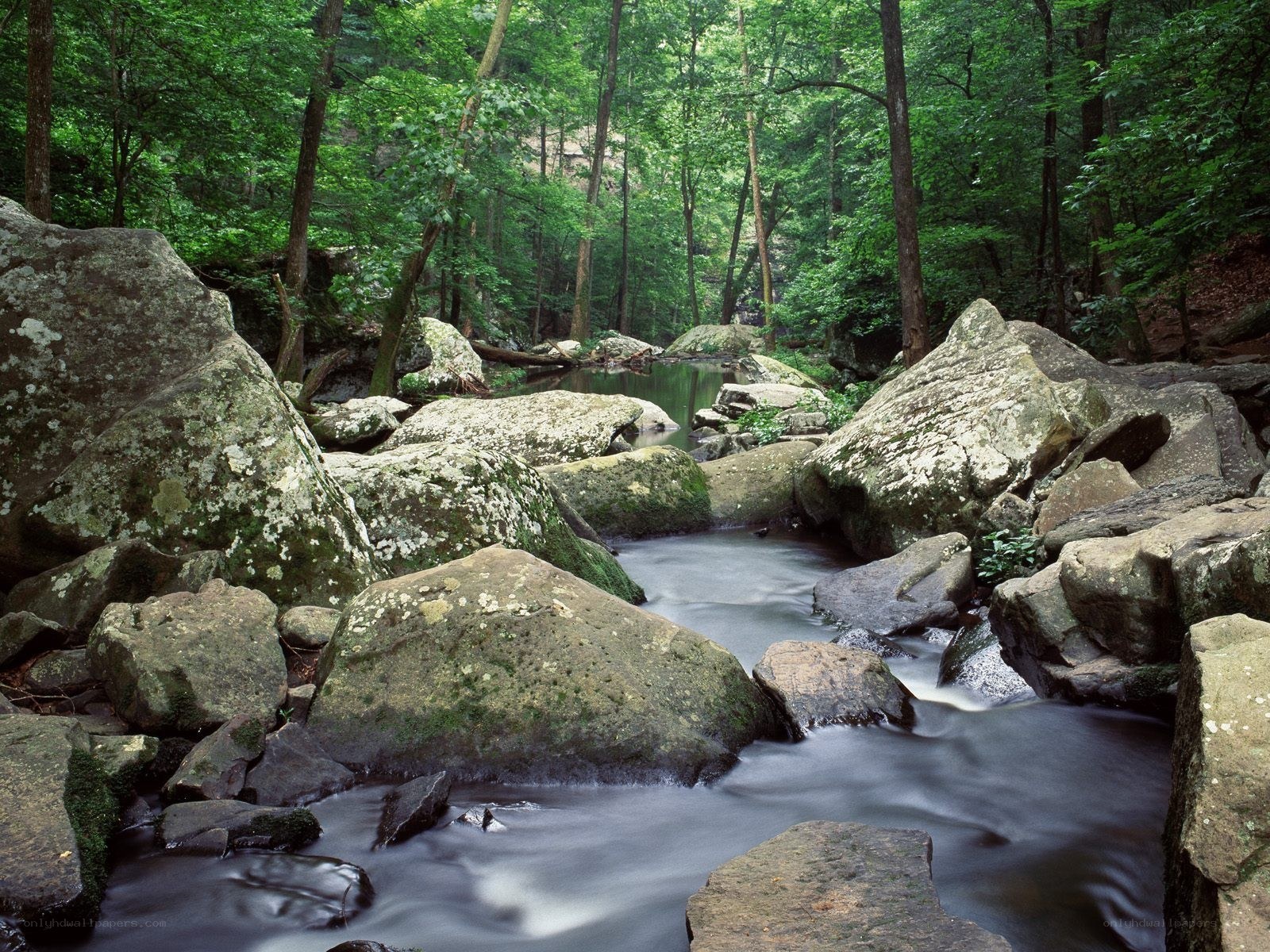 Forest stream with large rocks