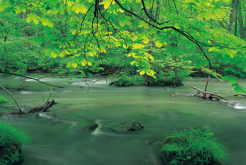 Forest stream with lush greenery