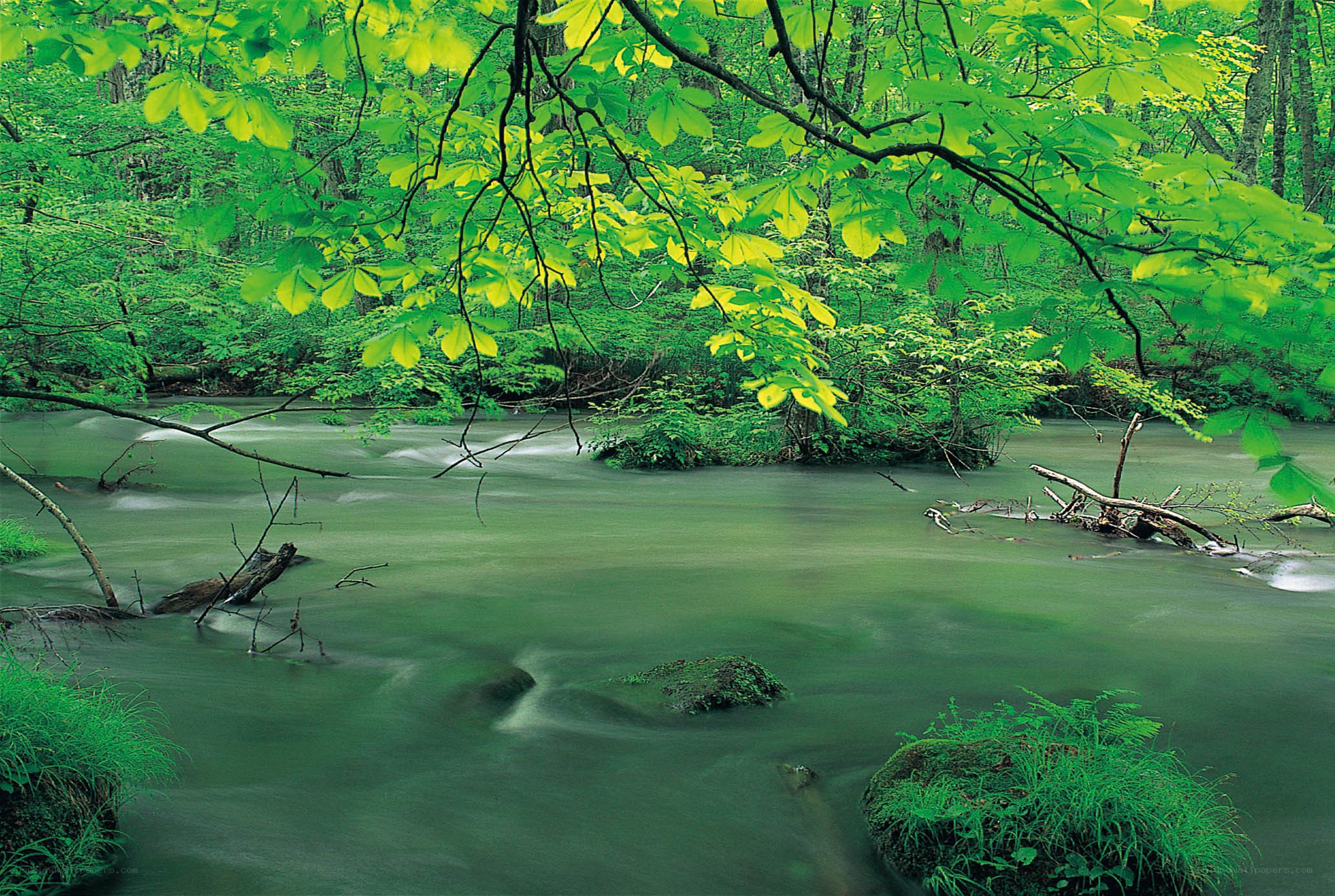 Forest stream with lush greenery