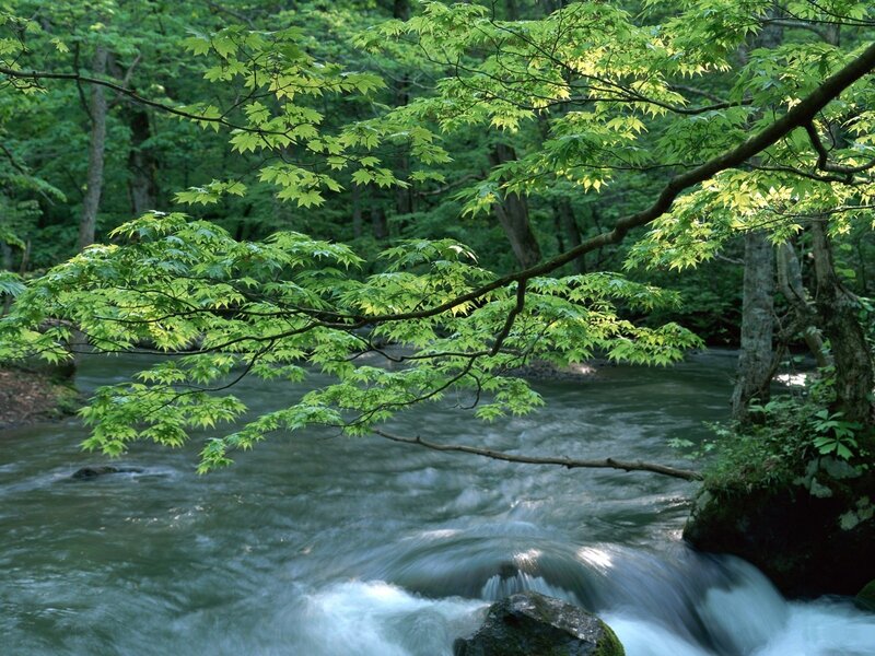 Forest stream with maple leaves