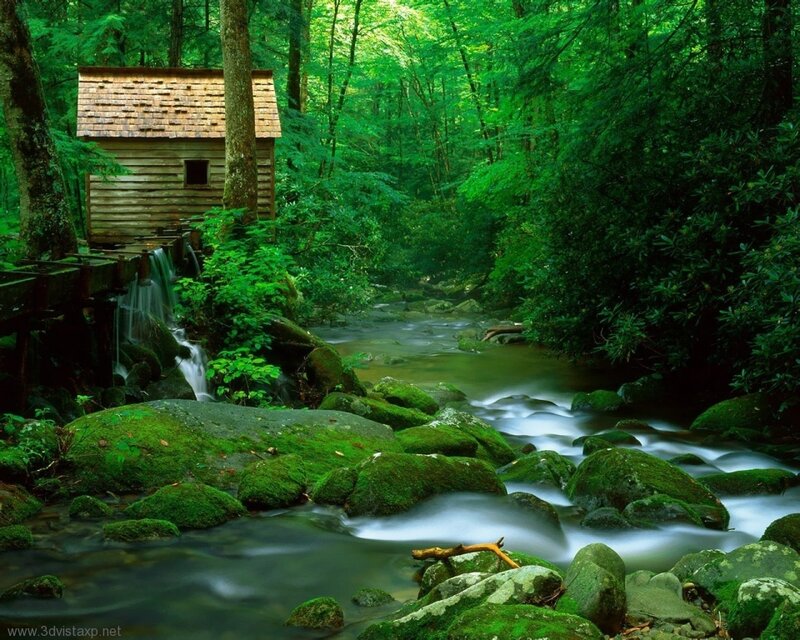 Forest stream with mill