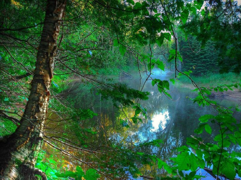 Forest stream with misty reflection