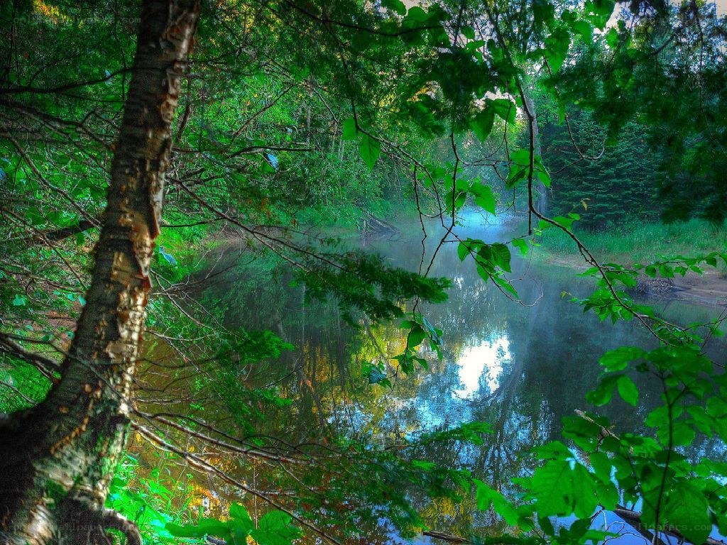 Forest stream with misty reflection