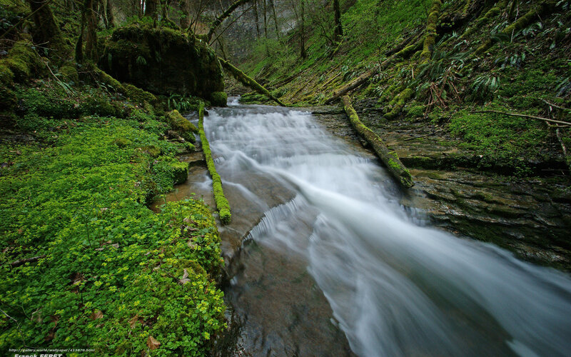 Forest stream with mossy banks