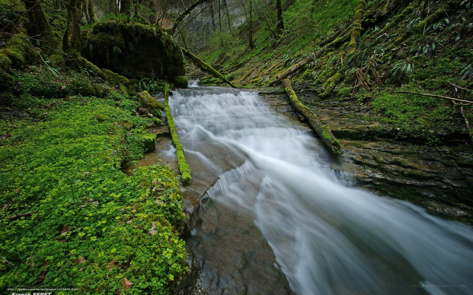 Forest stream with mossy banks