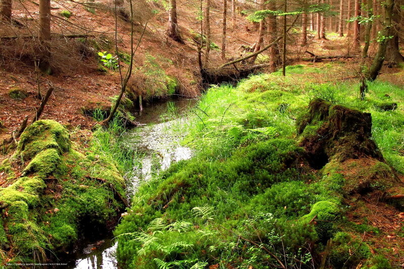 Forest stream with mossy banks