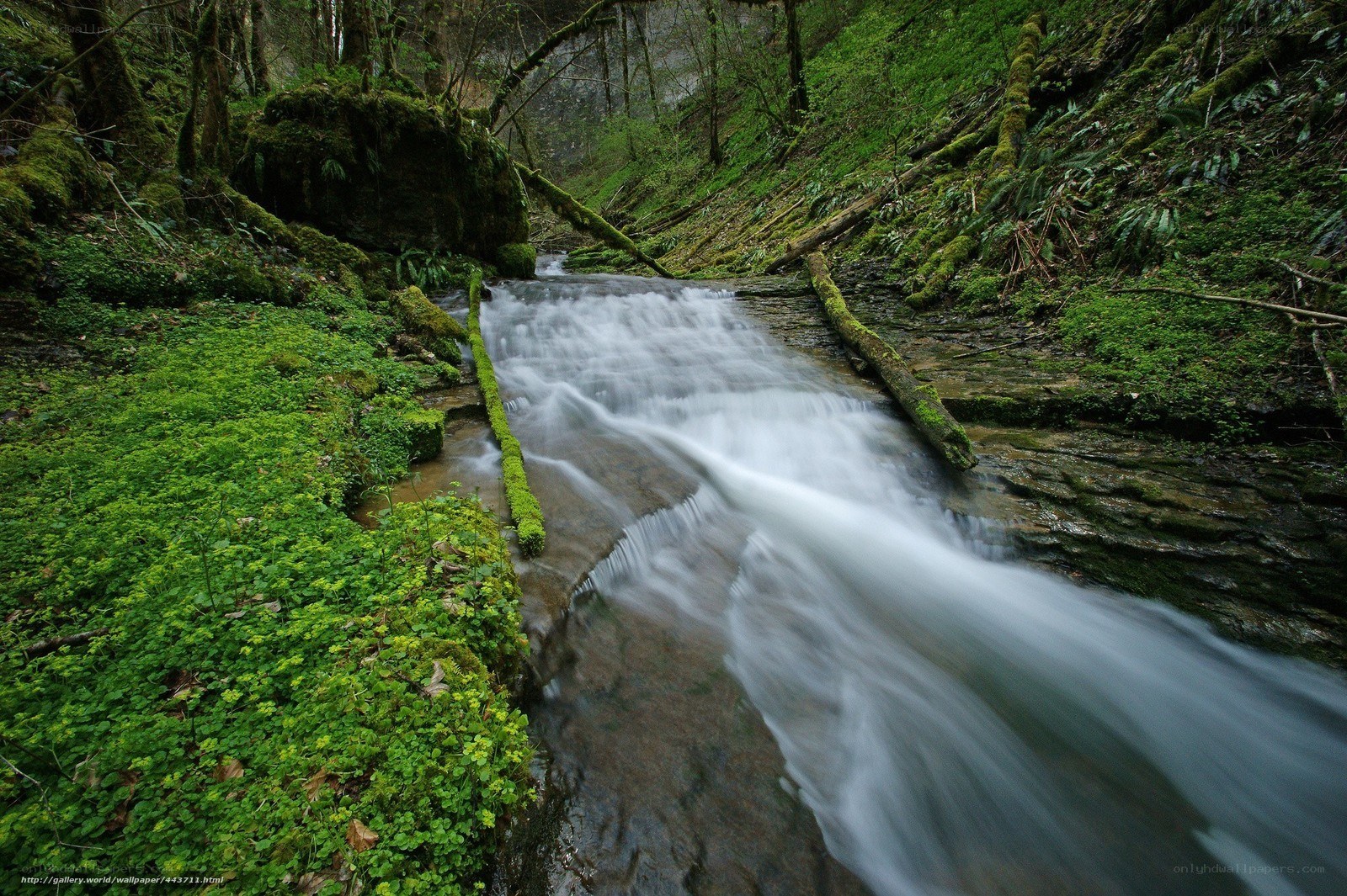 Forest stream with mossy banks
