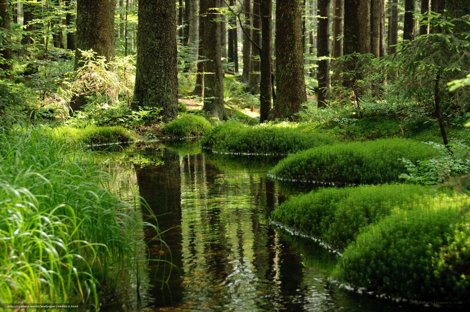 Forest stream with mossy banks