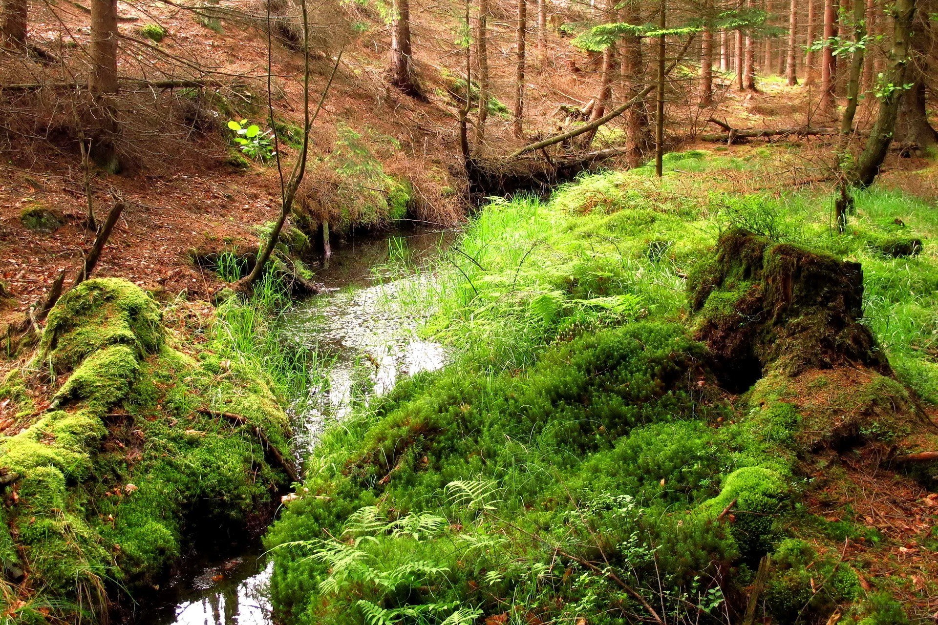 Forest stream with mossy banks