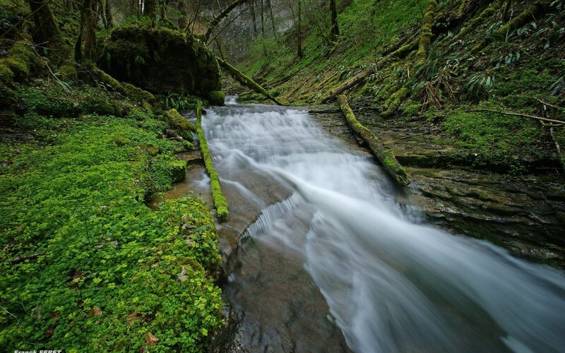 Forest stream with mossy banks