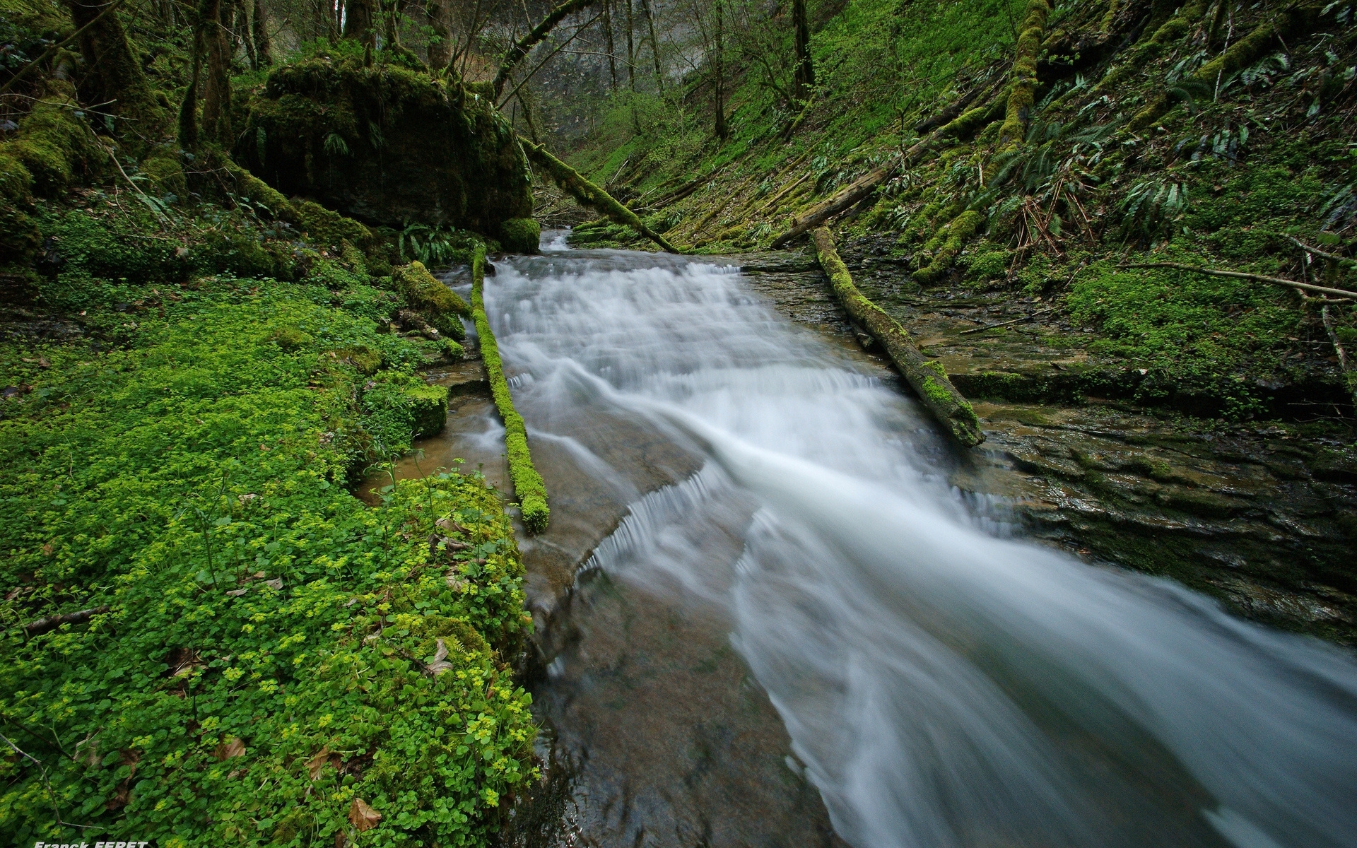 Forest stream with mossy banks