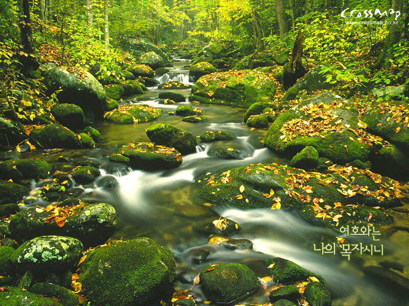 Forest stream with mossy rocks