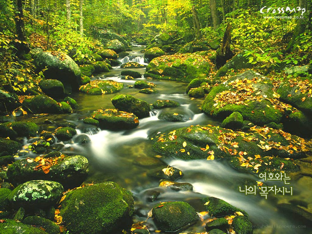 Forest stream with mossy rocks