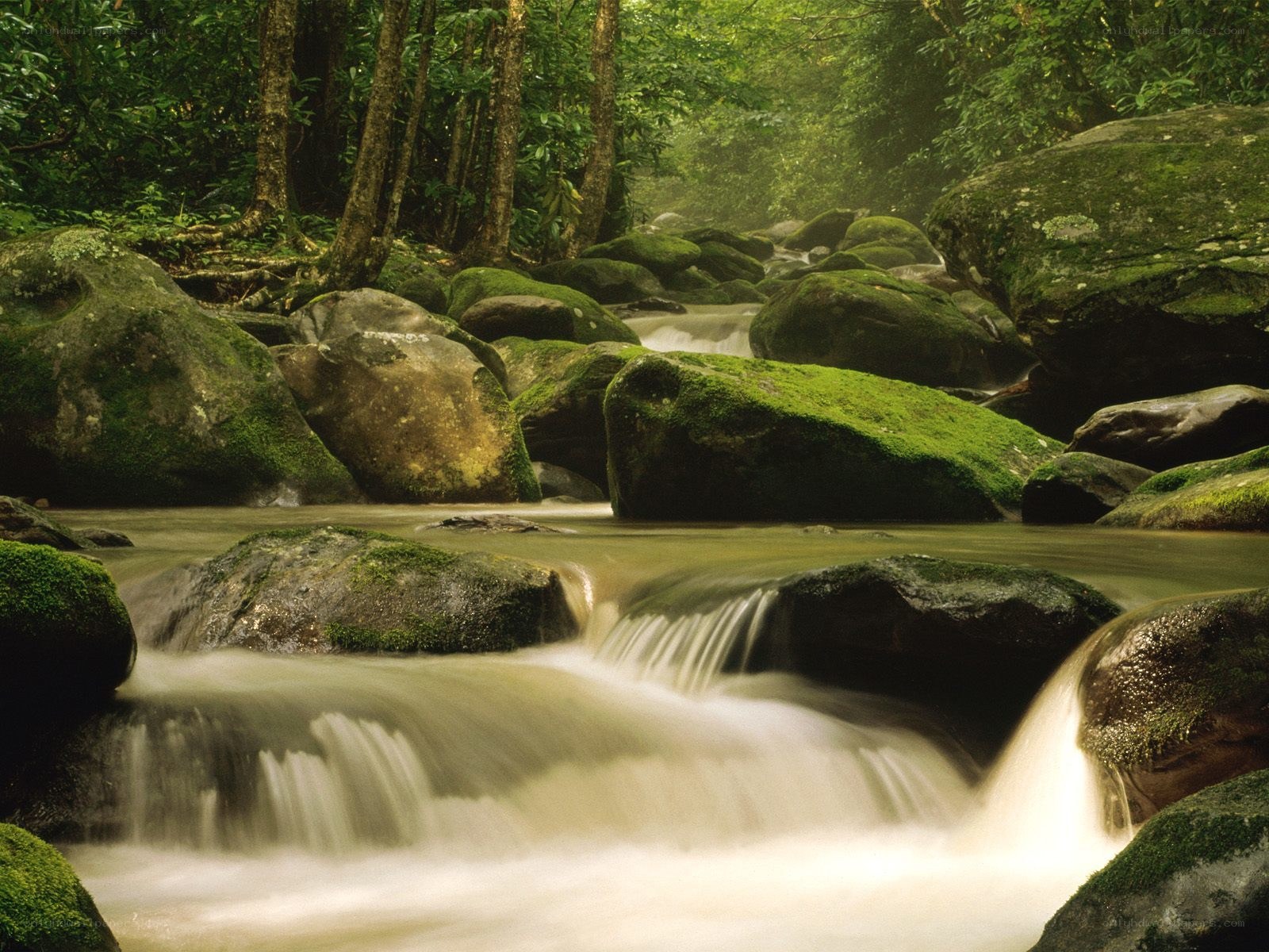 Forest stream with mossy rocks