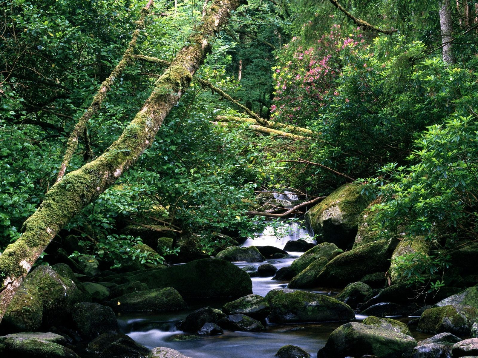 Forest stream with mossy rocks