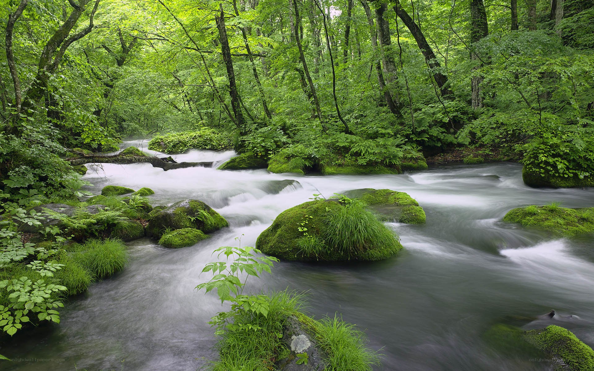 Forest stream with mossy rocks