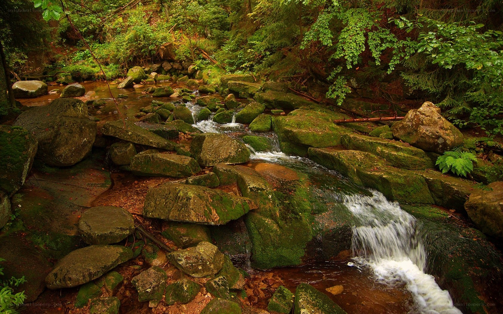 Forest stream with mossy rocks