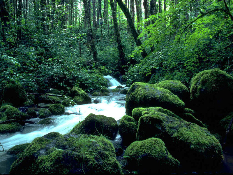 Forest stream with mossy rocks