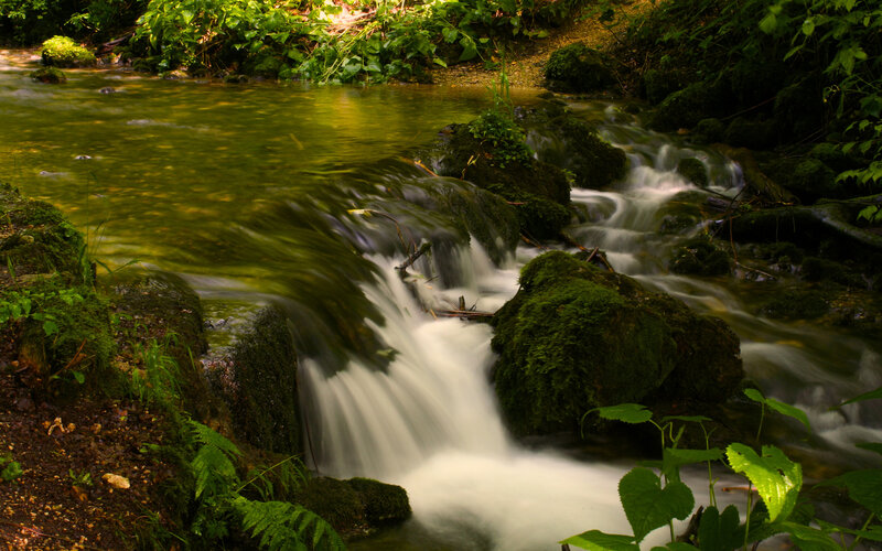 Forest stream with mossy rocks
