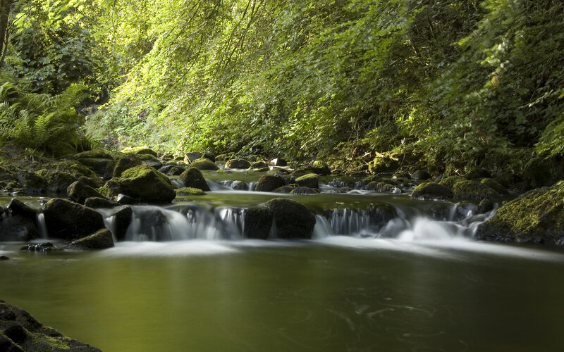 Forest stream with mossy rocks