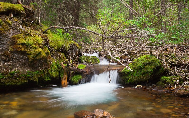 Forest stream with mossy rocks
