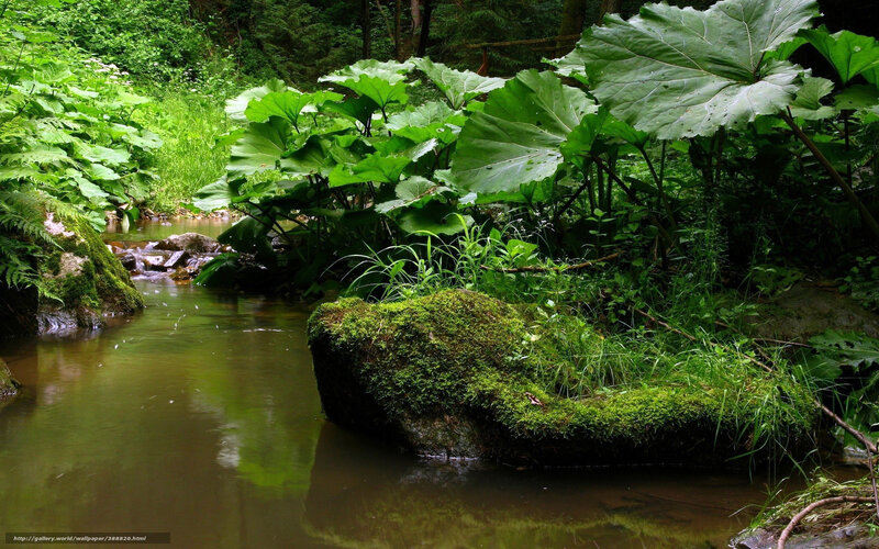 Forest stream with mossy rocks